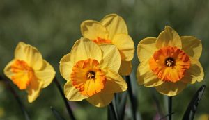 daffodils and alzheimers